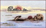 (image for) Urchins
